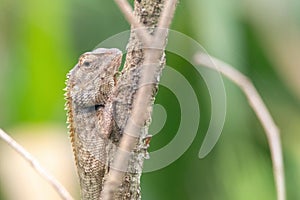 A oriental garden lizard in nature