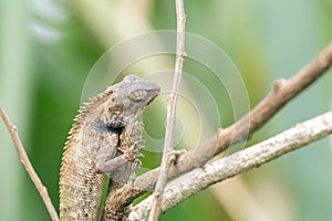 A oriental garden lizard in nature