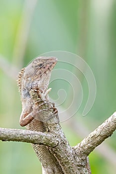 A oriental garden lizard in nature