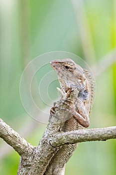 A oriental garden lizard in nature