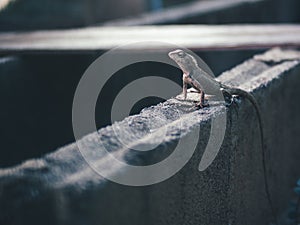 Oriental garden lizard perched on brick