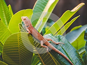 Oriental garden lizard perched on leaves green nature foreground and background