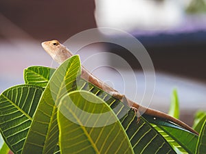 Oriental garden lizard perched on leaves green nature foreground and background