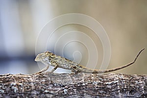 Oriental Garden Lizard