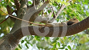 The oriental garden lizard resides on a tree branch