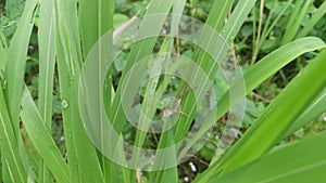 The Oriental Garden Lizard resting on the blade of grass