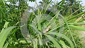 The Oriental Garden Lizard resting on the blade of grass