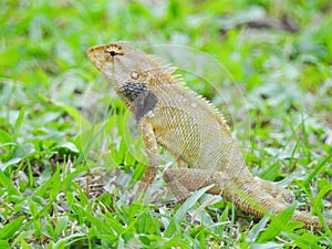Oriental Garden Lizard sitting on the green grass.