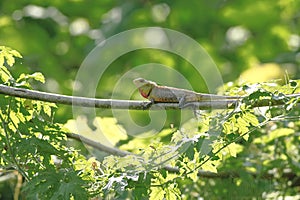 Oriental Garden Lizard sitting on tree branch