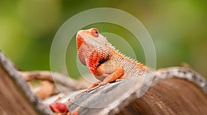 Oriental Garden lizard spotted in Bijapur Chhattisgarh India. Photo taken on 10.04.2024