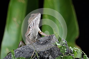 An oriental garden lizard is sunbathing.