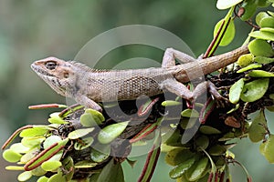 An oriental garden lizard is sunbathing.