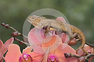 An oriental garden lizard is sunbathing on a moth orchid flower stalk filled with buns.