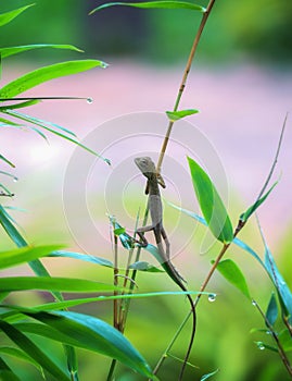 oriental garden lizard on tree branch