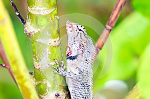 Oriental garden lizard on a tree trunk
