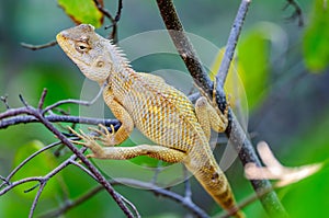 Oriental Garden Lizard waiting on a tree branch