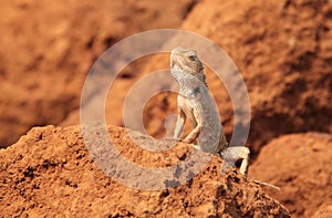 Jardín lagarto en Salvaje 