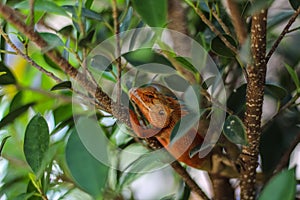 Oriental Garden Lizards are agamid lizard