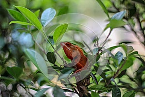 Oriental Garden Lizards are agamid lizard found widely