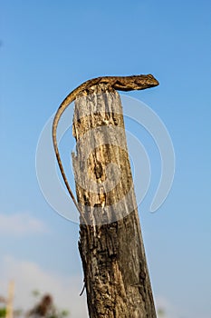 Oriental Garden Lizards are agamid lizard found widely