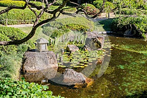 Oriental garden pond with water lilies and rocks with reflections framed by a tree limb - selective focus