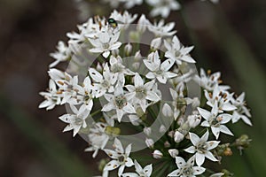 Oriental garlic Allium tuberosum