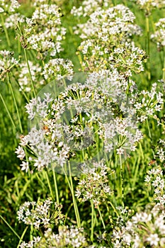 Oriental garlic or Allium Tuberosum plant in Saint Gallen in Switzerland photo