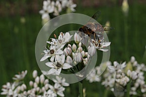 `Oriental Garlic` flowers - Allium Tuberosum