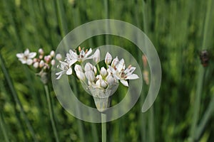 `Oriental Garlic` flowers - Allium Tuberosum