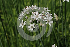 `Oriental Garlic` flowers - Allium Tuberosum