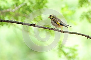 Oriental Greenfinch