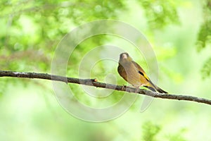 Oriental Greenfinch