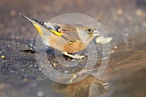 Oriental greenfinch