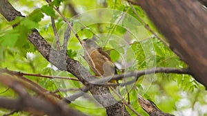 Oriental Greenfinch