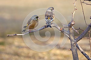 Oriental Greenfinch