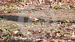 Oriental Greenfinch and Brambling