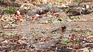 Oriental Greenfinch and Brambling