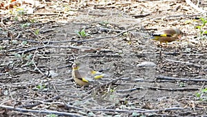 Oriental Greenfinch foraging on the grassland