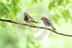 Oriental Greenfinch and Long-tailed Rosefinch