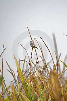 Oriental Greenfinch perched in long grass against clear background day