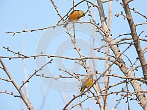 Oriental Greenfinch perched in the tree