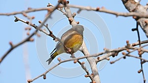 Oriental Greenfinch perched in the tree