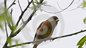 Oriental Greenfinch singing