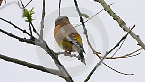 Oriental Greenfinch singing