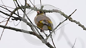 Oriental Greenfinch singing