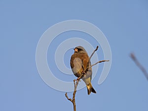 Oriental or grey-capped greenfinch, Chloris sinica