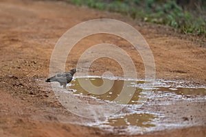 Oriental Honey Buzzard dring water from a waterpool at Tadoba Tiger reserve Maharashtra,India