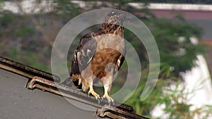 Oriental Honey Buzzard Perched On Roof