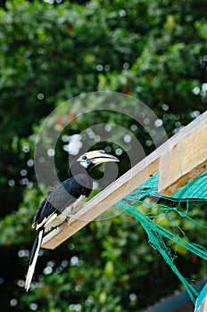 Oriental hornbill Anthracoceros albirostris freely live in nature