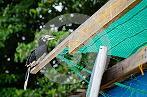 Oriental hornbill Anthracoceros albirostris freely live in nature